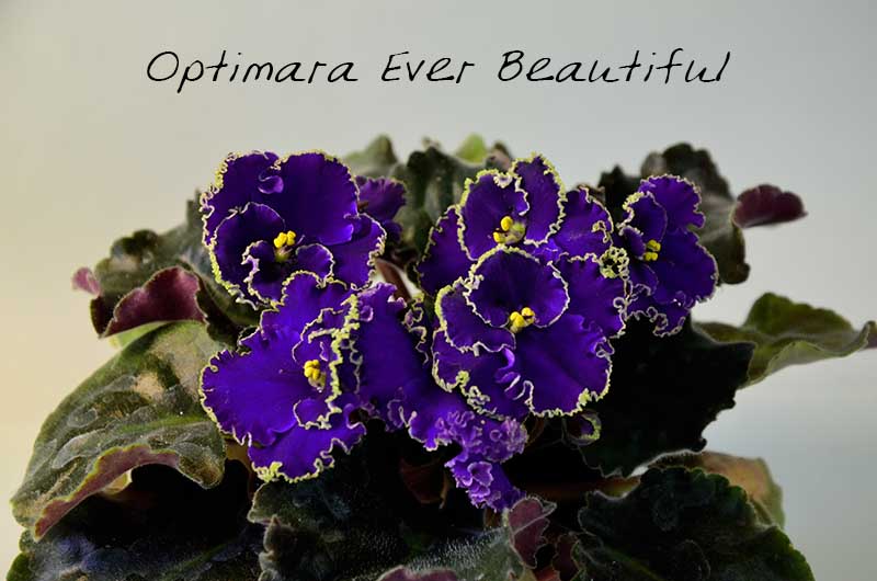  Optimara Ever Beautiful 