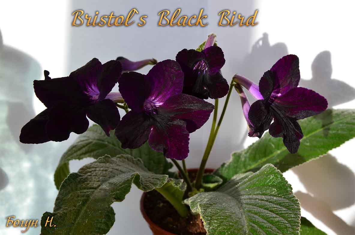  Bristol`s Blackbird 