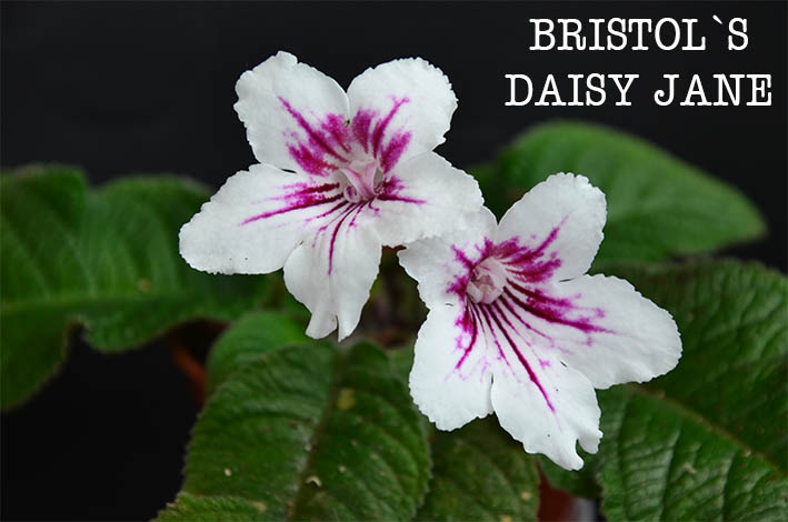  Bristol`s Daisy Jane 