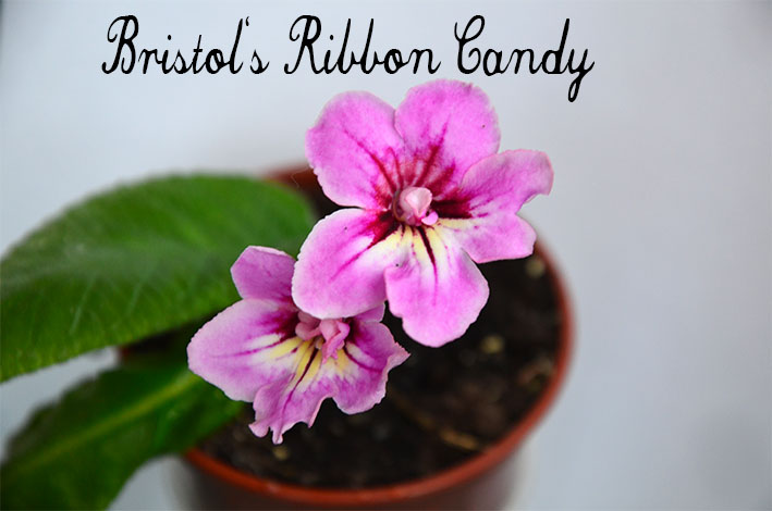  Bristol`s Ribbon Candy 