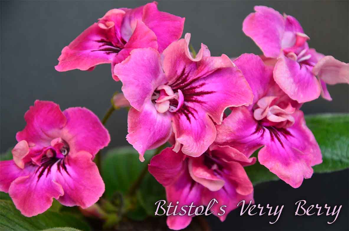  Bristol`s Verry Berry 