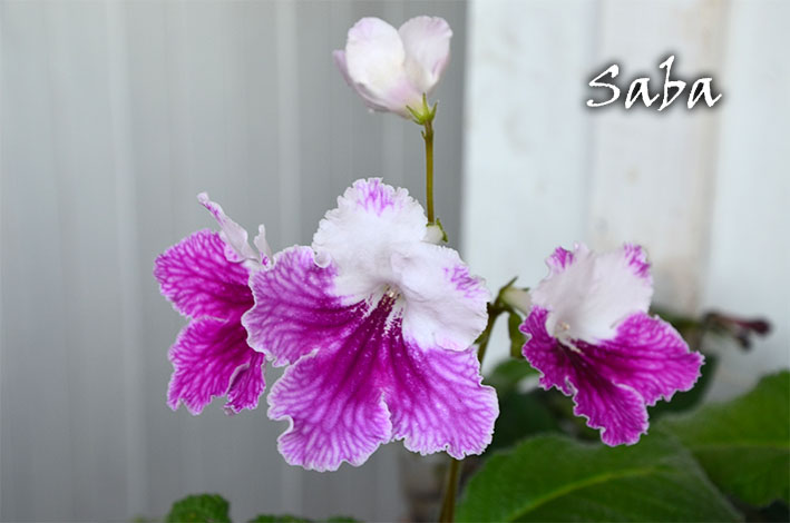  Saba 