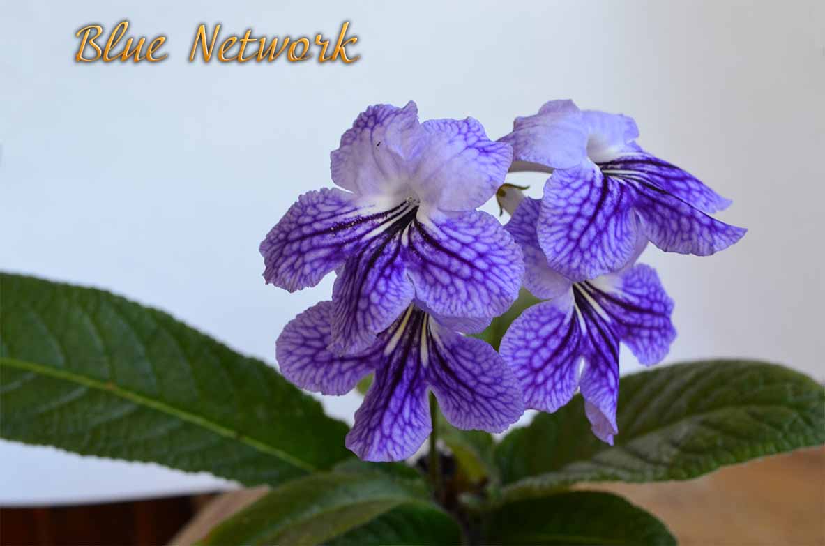  Blue Network 