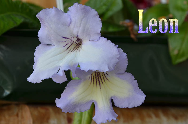  Leon 