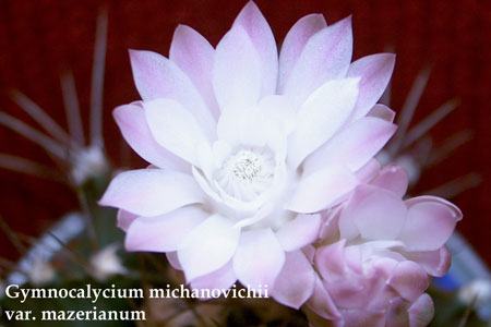  Gymnocalyci um-mich.-var moserianum 