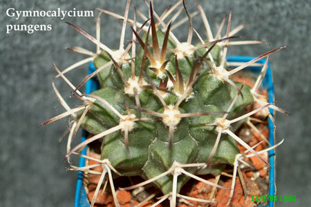  Gymnocalyci um-pungens 