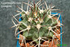  Gymnocalyci um-pungens