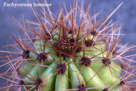  Pachycereus -lemerae 