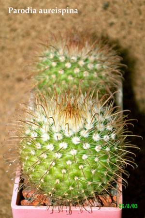  Parodia-aur eispina 