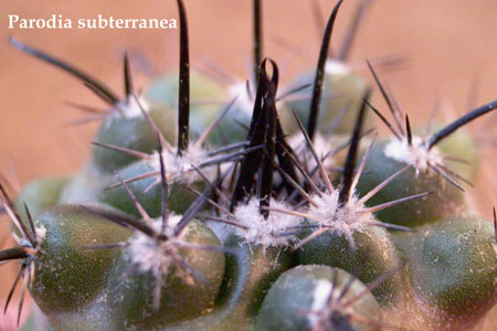  Parodia-sub terranea 