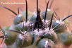  Parodia-sub terranea