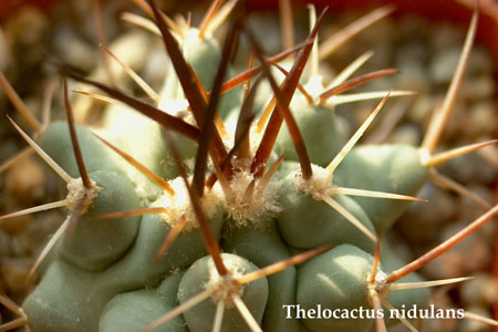  Thelocactus -nidulans 