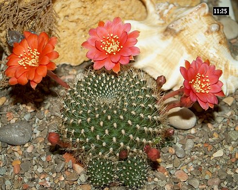  Rebutia sp 