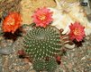  Rebutia sp