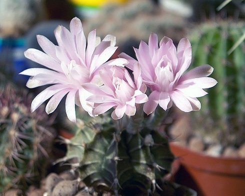  Gymnocalyci um michanovich ii var. friedrichii  