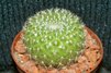  Rebutia