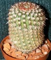  Notocactus