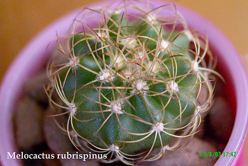  Melocactus- rubrispinus 