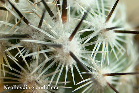  Neolloydia- grandiflora 
