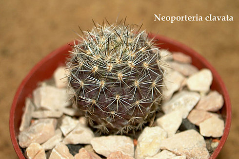  Neoporteria -clavata 