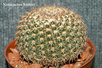 Кактус Notocactus- herteri