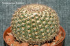  Notocactus- herteri