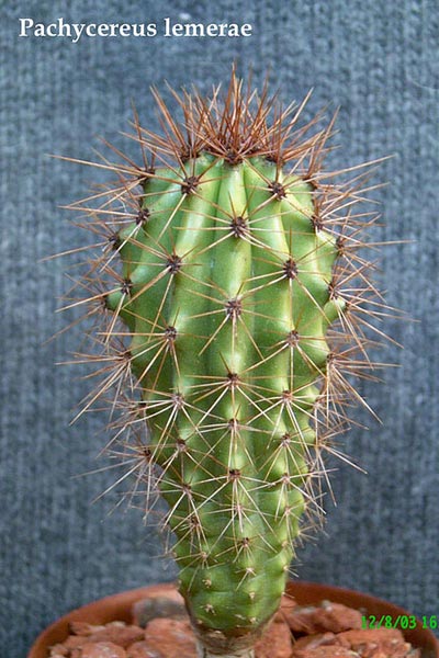  Pachycereus lemerae 