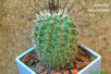  Parodia-cul pinensis