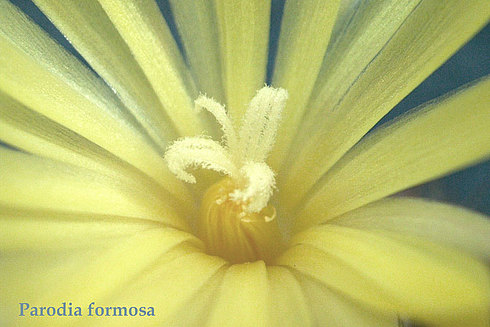  Parodia-for mosa3 