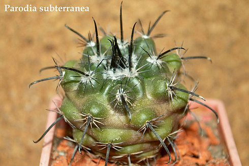  Parodia-sub terranea 