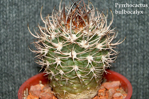  Pyrrhocactu s-bulbocalyx 