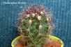  Thelocactus -bicolor