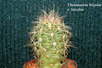  Thelocactus -bicolor-v