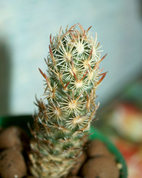  Escobaria nellieae 