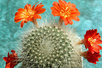  Rebutia senile