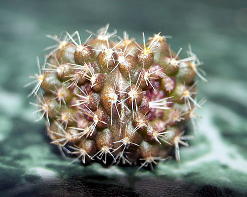  Parodia formosa  