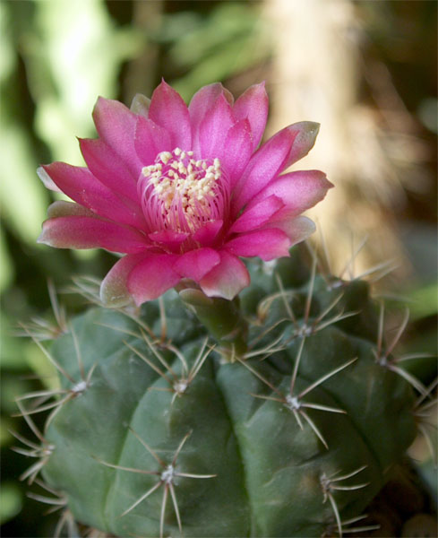  Gymnocalyci um baldianum 