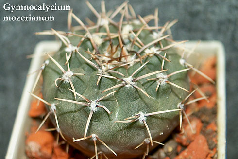  Gymnocalycium moserianum 