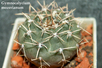  Gymnocalycium moserianum