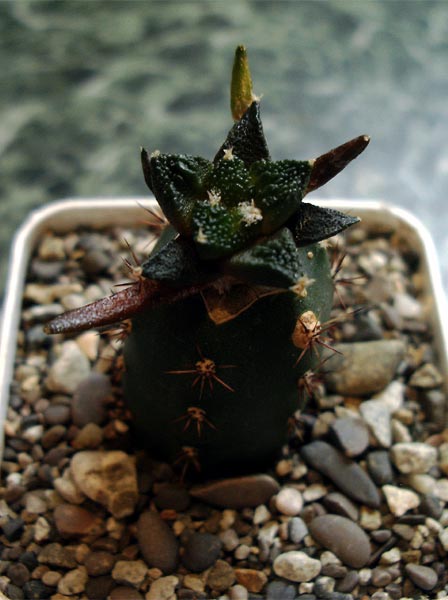  Cylindropuntia leptocaulis 