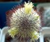 Кактус Mammillaria -microhelia
