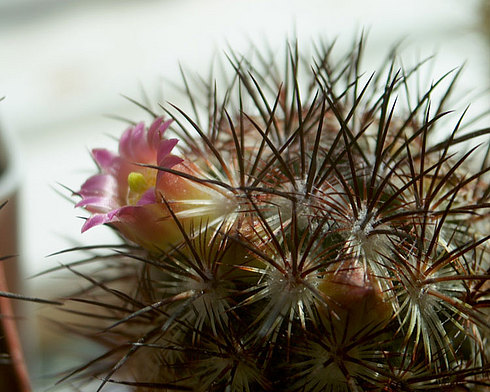  Mammillaria -microhelia 