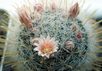  Mammillaria -nazanensis