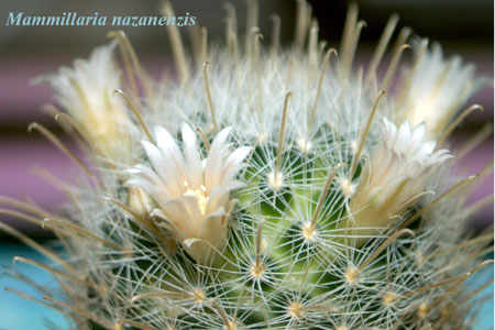  Mammillaria pennispinosa v. nazanenzis 