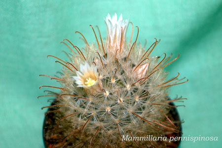  Mammillaria pennispinosa 