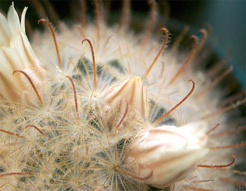  Mammillaria pennispinosa 