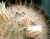  Mammillaria pennispinosa