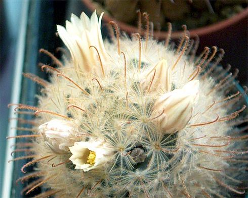  Mammillaria pennispinosa 