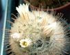 Кактус Mammillaria pennispinosa