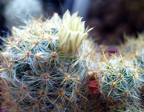  Mammillaria -prolifera 